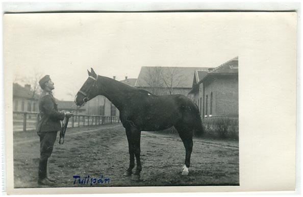 1929. Budapest. Perczel Olivér Tutyi-Mutyi nevű lova, amit 4500 P-ért adott el a holland királynő részére. Leírás a hátoldalon. (14x9)