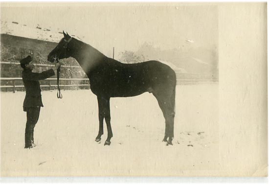 Perczel Olivér Debitor nevű lova, a hátoldalon a ló családfája (14x9)