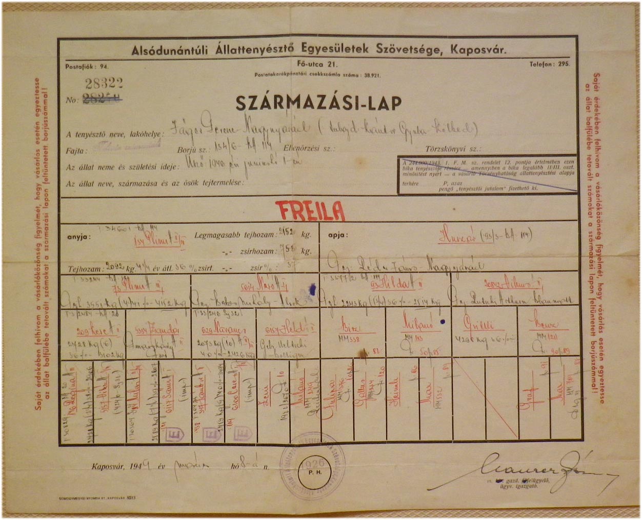 1949. Kaposvár. Szimentáli marha származási lapja